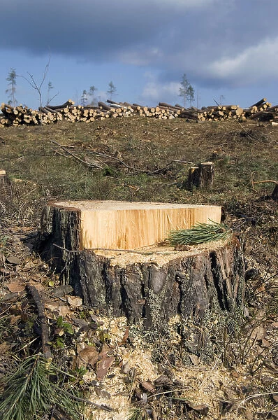 Fresh Pine-tree Stump - stacked pine logs left
