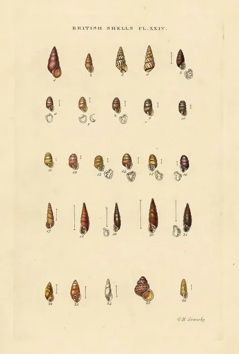 Framed Print : Freshwater long snails, Bulimus, Pupa, Balea, etc Framed Print : Freshwater long snails, Bulimus, Pupa, Balea, etc