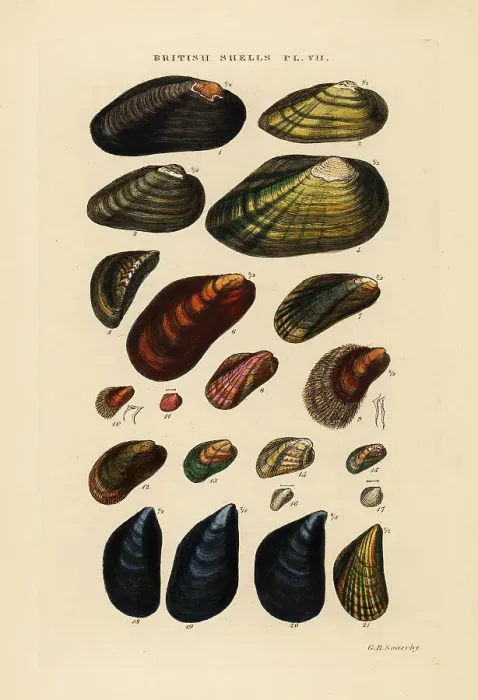 Framed Print : Freshwater and marine mussels Framed Print : Freshwater and marine mussels