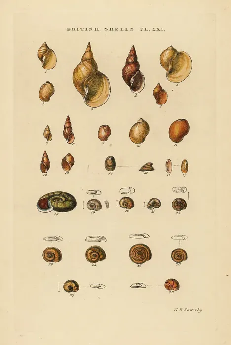 Framed Print : Freshwater snails, Limnæus, Physa, Ancylus, Planorbis, etc Framed Print : Freshwater snails, Limnæus, Physa, Ancylus, Planorbis, etc