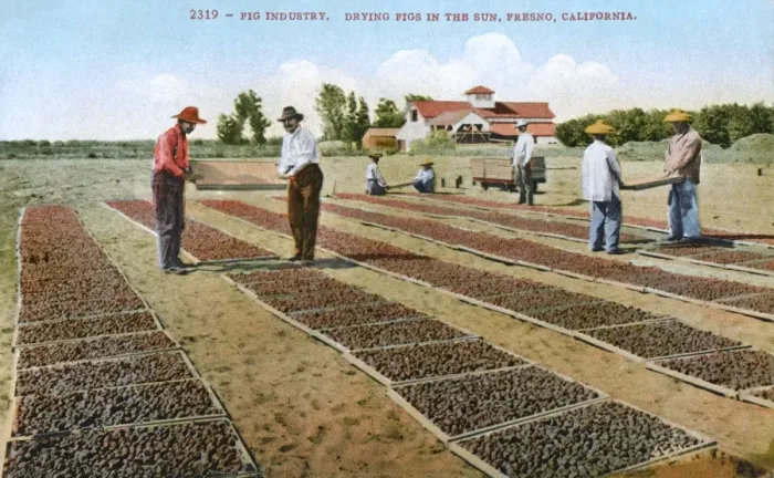 Framed Print : Fresno, California, USA - drying figs in the hot sun Framed Print : Fresno, California, USA - drying figs in the hot sun