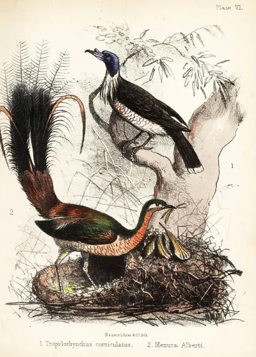 Framed Print : Friarbird and lyrebird Framed Print : Friarbird and lyrebird