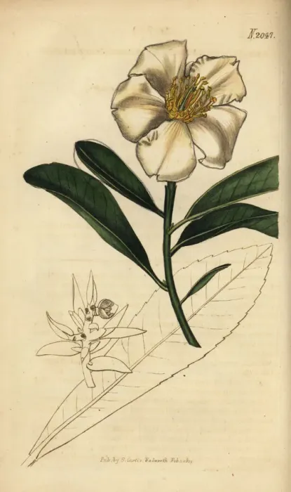 Framed Print : Fried-egg plant, Gordonia axillaris (Camellia axillaris) Framed Print : Fried-egg plant, Gordonia axillaris (Camellia axillaris)