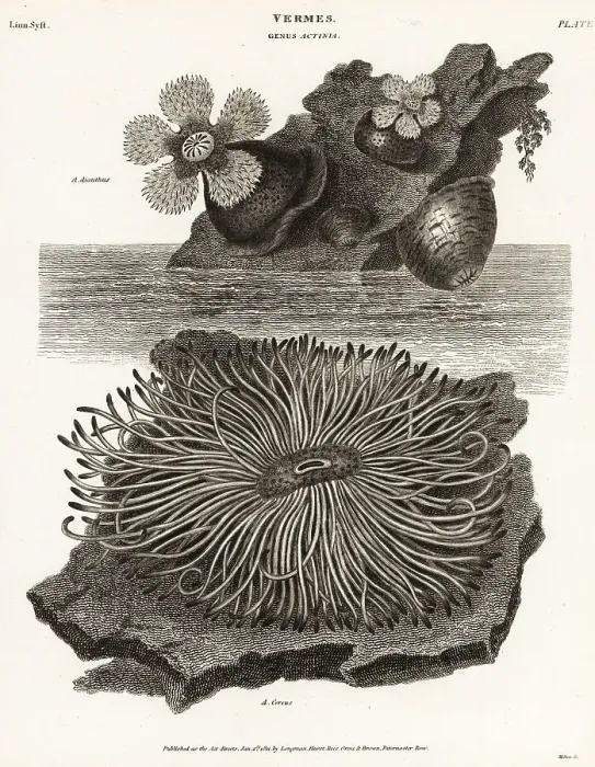 Framed Print : Frilled anemone, Metridium senile Framed Print : Frilled anemone, Metridium senile