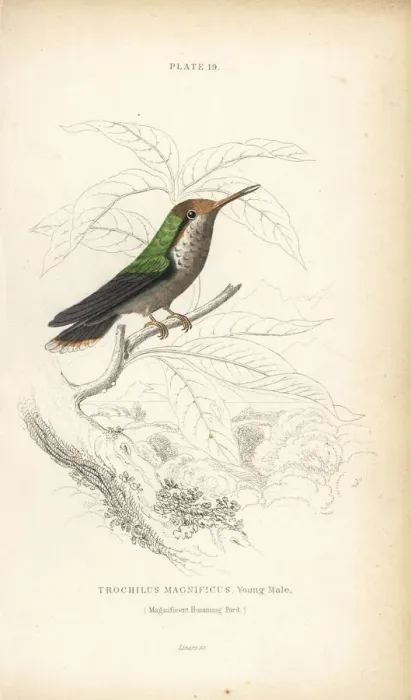 Framed Print : Frilled coquette, Lophornis magnificus, young male Framed Print : Frilled coquette, Lophornis magnificus, young male