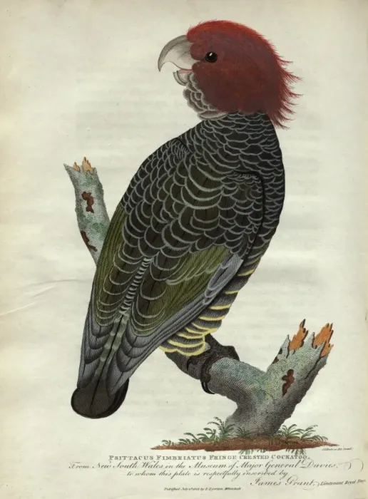 Framed Print : Fringe Crested Cockatoo Framed Print : Fringe Crested Cockatoo