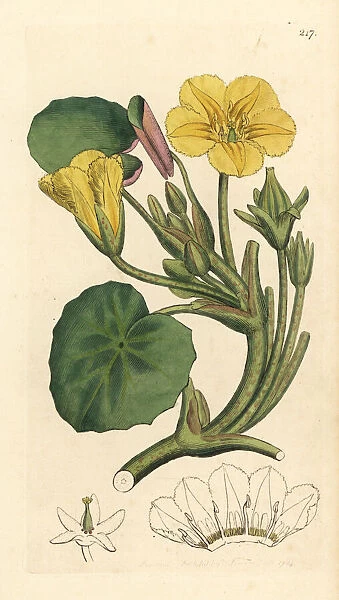 Fringed buckbean, Limnanthemum nymphoides