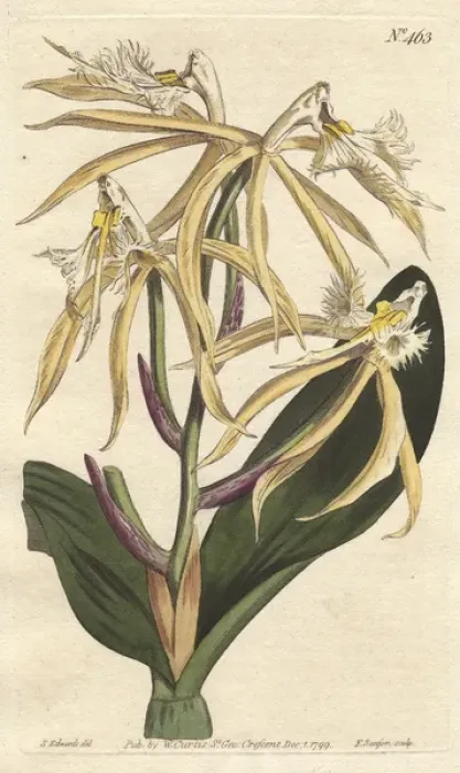Framed Print : Fringed epidendrum orchid, native of the Americas Framed Print : Fringed epidendrum orchid, native of the Americas