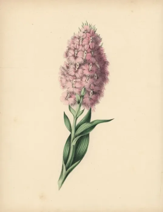 Framed Print : Fringed orchis with pale pink and white flowers Framed Print : Fringed orchis with pale pink and white flowers