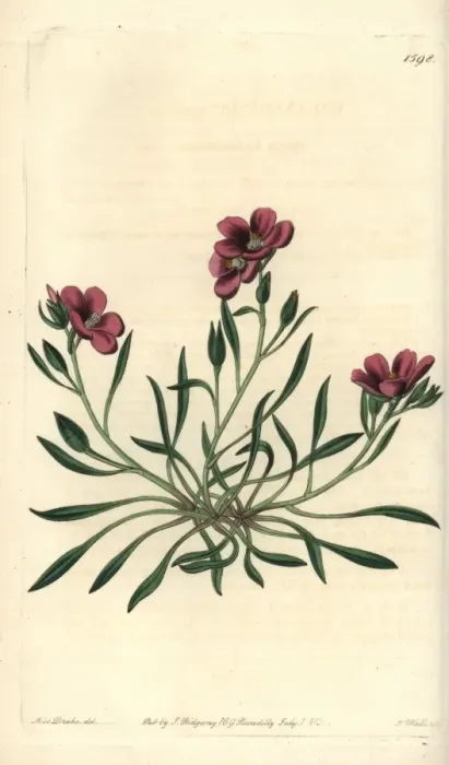 Framed Print : Fringed redmaid, Calandrinia ciliata Framed Print : Fringed redmaid, Calandrinia ciliata
