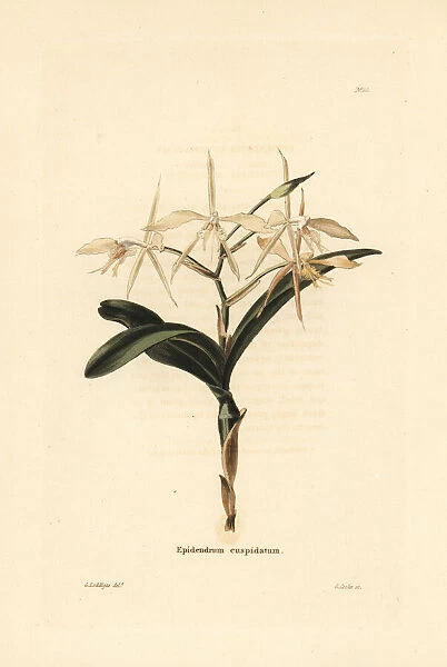 Fringed star orchid, Epidendrum ciliare