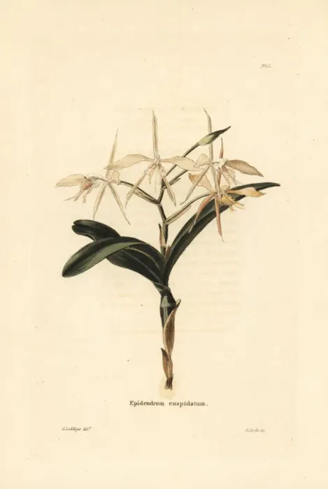 Framed Print : Fringed star orchid, Epidendrum ciliare Framed Print : Fringed star orchid, Epidendrum ciliare