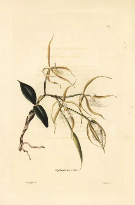 Framed Print : Fringed star orchid, Epidendrum ciliare Framed Print : Fringed star orchid, Epidendrum ciliare