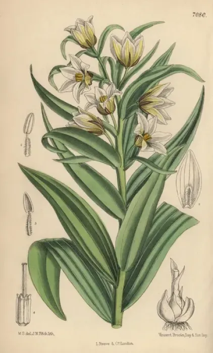 Framed Print : Fritillaria bucharica, white fritillary from central Asia Framed Print : Fritillaria bucharica, white fritillary from central Asia