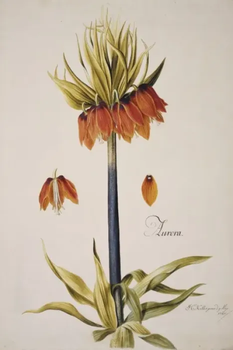 Framed Print : Fritillaria imperialis, crown imperial Framed Print : Fritillaria imperialis, crown imperial
