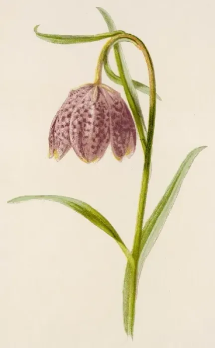Framed Print : Fritillaria Meleagris Framed Print : Fritillaria Meleagris