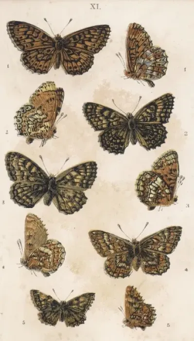 Framed Print : Fritillaries Framed Print : Fritillaries