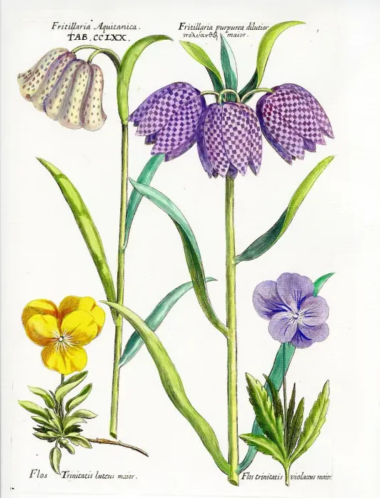 Framed Print : Fritillary Framed Print : Fritillary