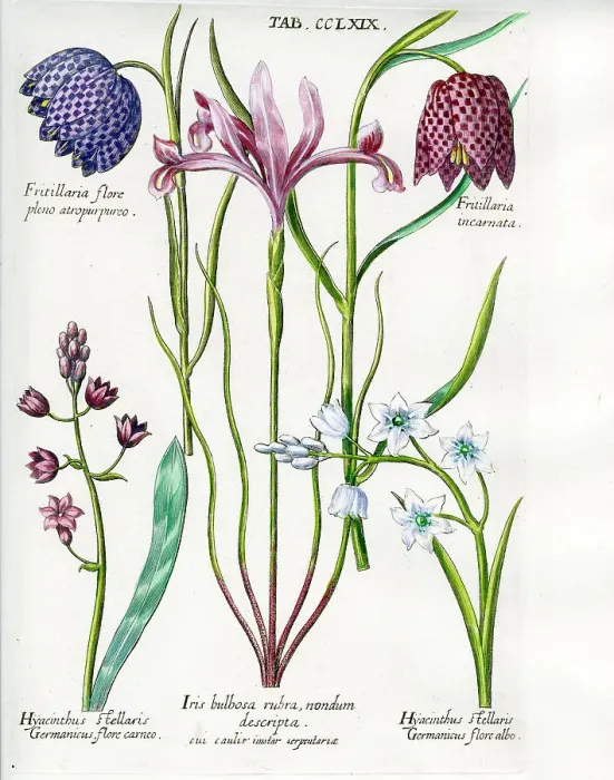 Framed Print : Fritillary Framed Print : Fritillary
