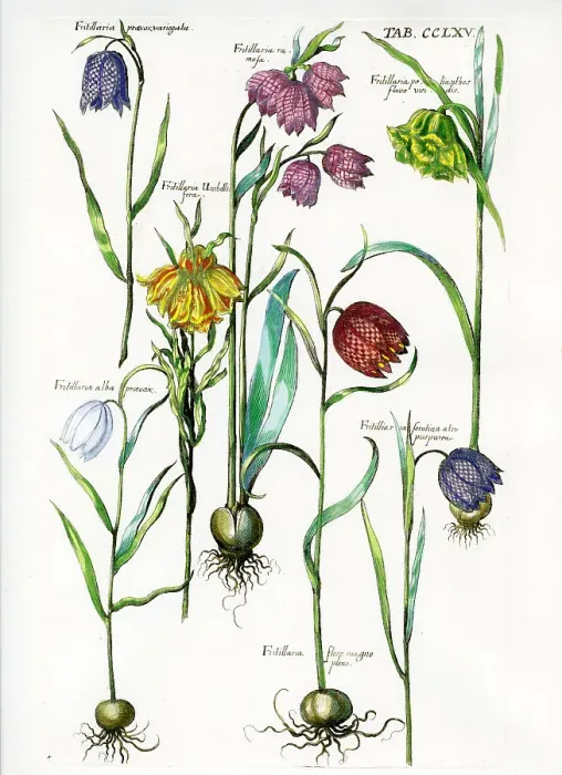 Framed Print : Fritillary Framed Print : Fritillary