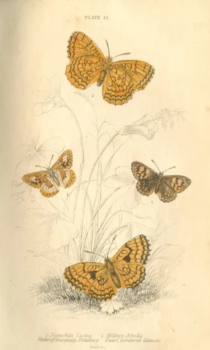 Framed Print : Fritillary Butterflies Framed Print : Fritillary Butterflies