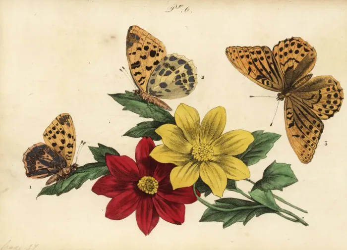 Framed Print : Fritillary butterflies Framed Print : Fritillary butterflies