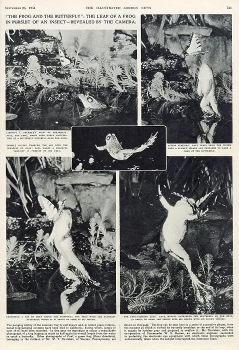 Framed Print : The Frog and the Butterfly. The leap of a frog in pursuit of an insect, as revealed by the camera. Date: 1954 Framed Print : The Frog and the Butterfly. The leap of a frog in pursuit of an insect, as revealed by the camera. Date: 1954