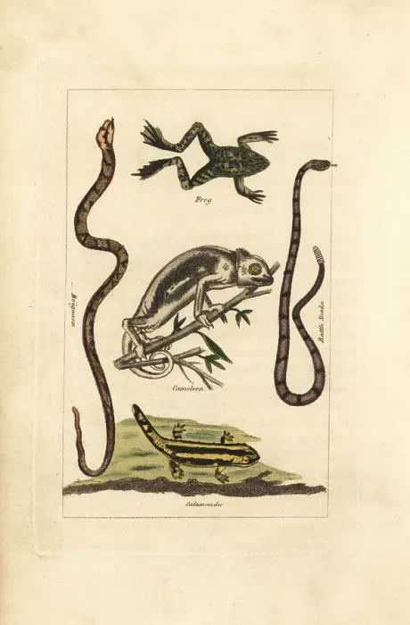 Framed Print : Frog, chameleon, salamander and snakes Framed Print : Frog, chameleon, salamander and snakes