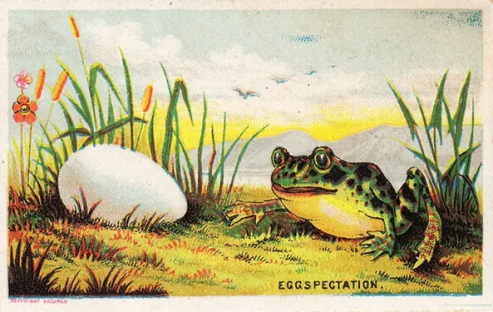 Framed Print : Frog and egg on a comic card Framed Print : Frog and egg on a comic card
