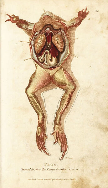 Frog, opened to show the lungs and other viscera