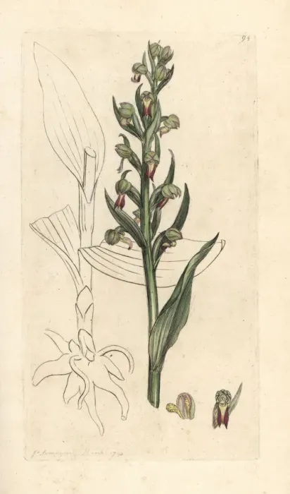 Framed Print : Frog orchid, Dactylorhiza viridis Framed Print : Frog orchid, Dactylorhiza viridis