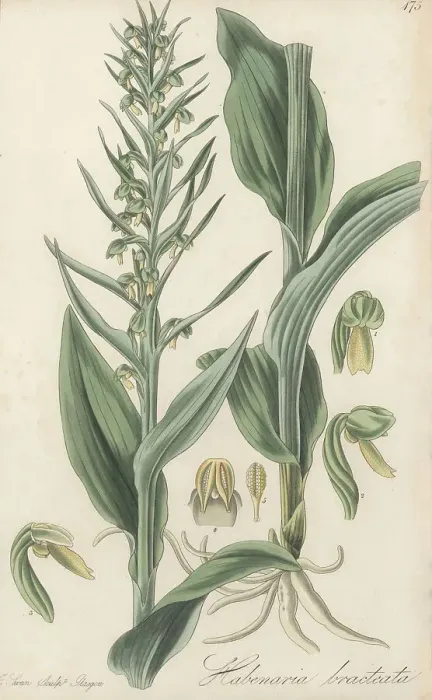 Framed Print : Frog orchid or long-bracted orchis, Dactylorhiza viridis var. vi