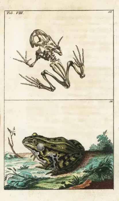 Framed Print : Frog skeleton and edible frog, Pelophylax kl esculentus Framed Print : Frog skeleton and edible frog, Pelophylax kl esculentus
