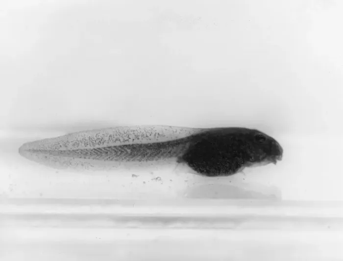 Framed Print : Frog Tadpole Framed Print : Frog Tadpole