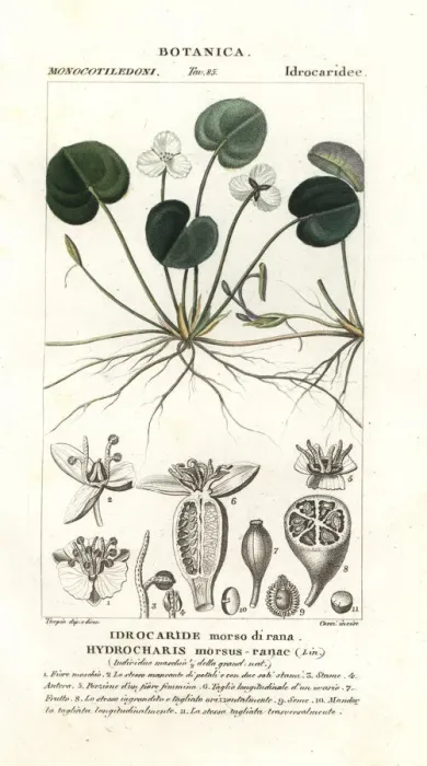 Framed Print : Frogbit, Hydrocharis morsus-ranae Framed Print : Frogbit, Hydrocharis morsus-ranae