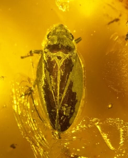 Froghopper in amber. A froghopper is a type of spittlebug
