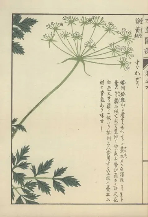 Framed Print : Fronds of leaves and a floret of small white Framed Print : Fronds of leaves and a floret of small white