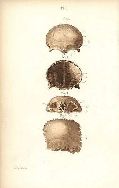 Frontal bones of the skull