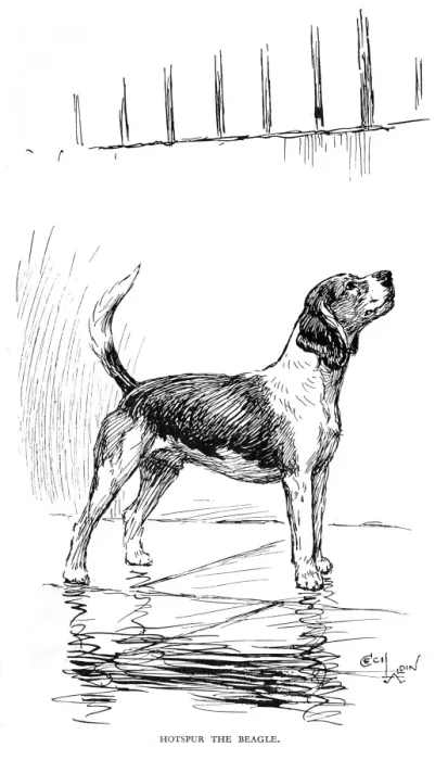 Framed Print : Frontispiece illustration by Cecil Aldin, Hotspur the Beagle Framed Print : Frontispiece illustration by Cecil Aldin, Hotspur the Beagle