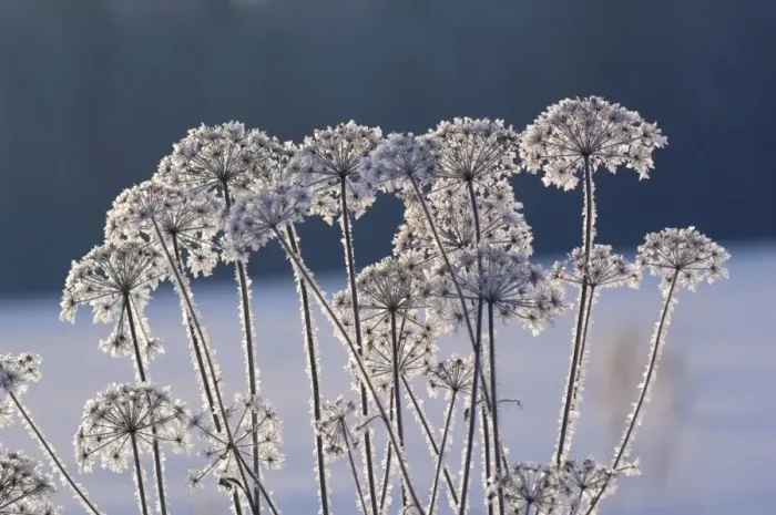 Framed Print : Frost - ice crystals formed on dry grasses - severe Framed Print : Frost - ice crystals formed on dry grasses - severe