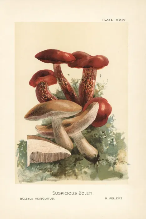 Framed Print : Frosts bolete and bitter bolete Framed Print : Frosts bolete and bitter bolete