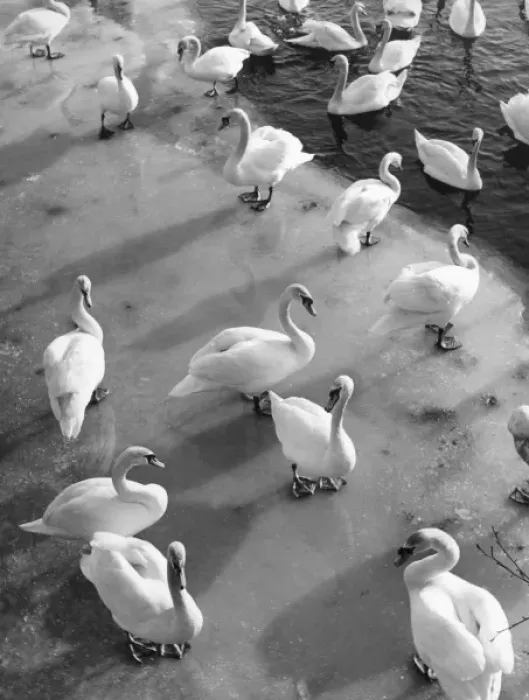 Framed Print : Frozen Swans Framed Print : Frozen Swans