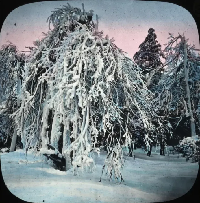 Framed Print : Frozen Trees - Prospect Park, Niagara, NY State, USA Framed Print : Frozen Trees - Prospect Park, Niagara, NY State, USA