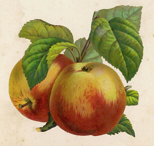 Fruit  /  Apples  /  Anon