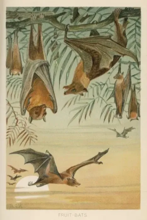Framed Print : Fruit Bats / R. E. H. Artist Framed Print : Fruit Bats / R. E. H. Artist