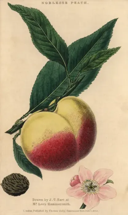 Framed Print : Fruit, blossom, leaves and seed of the Noblesse Framed Print : Fruit, blossom, leaves and seed of the Noblesse