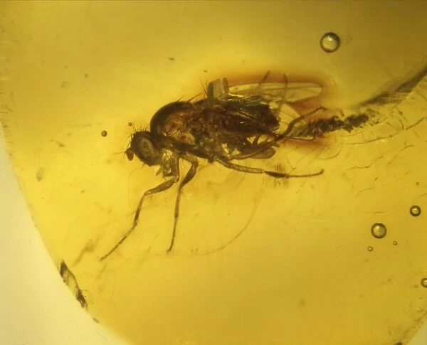 Fruit fly in Dominican amber