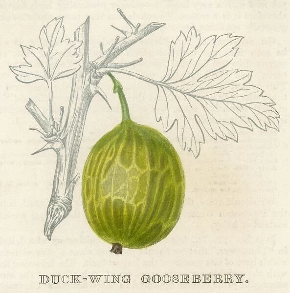 Fruit / Gooseberry. A Duck-wing gooseberry