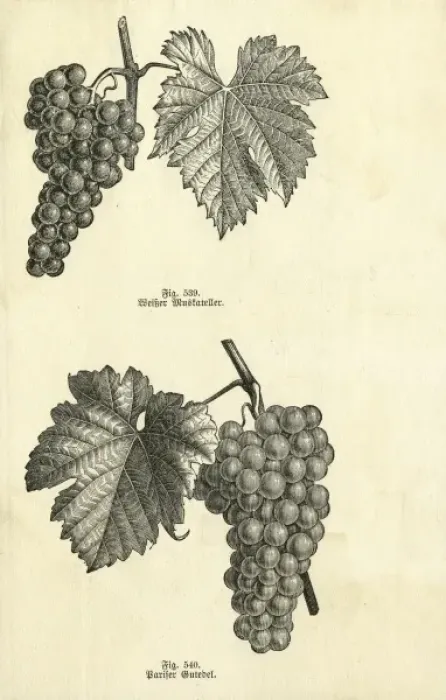 Framed Print : Fruit / Grapes C1870 Framed Print : Fruit / Grapes C1870