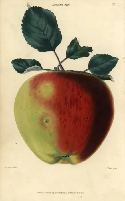 Framed Print : Fruit and leaves of the Alexander apple, Malus domestica Framed Print : Fruit and leaves of the Alexander apple, Malus domestica